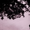 水黽
