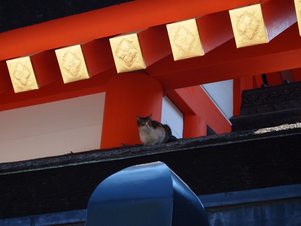 ぶらり途中激写の旅　住吉鳥居前駅篇⑤