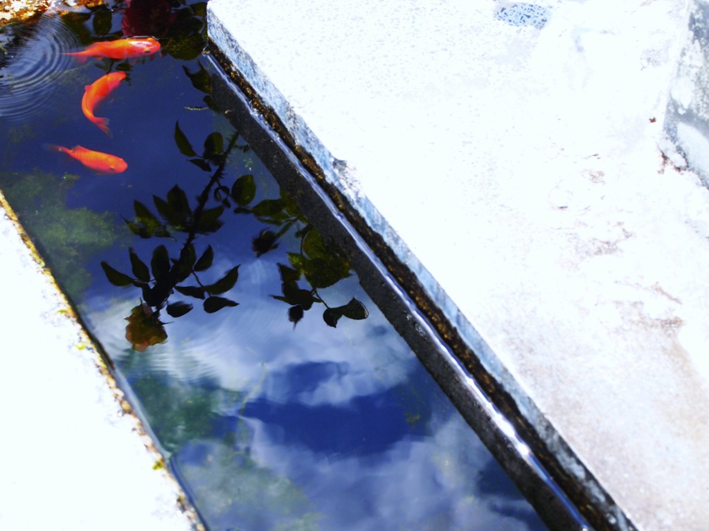 金魚と薔薇