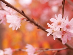 十月桜は二度、咲く