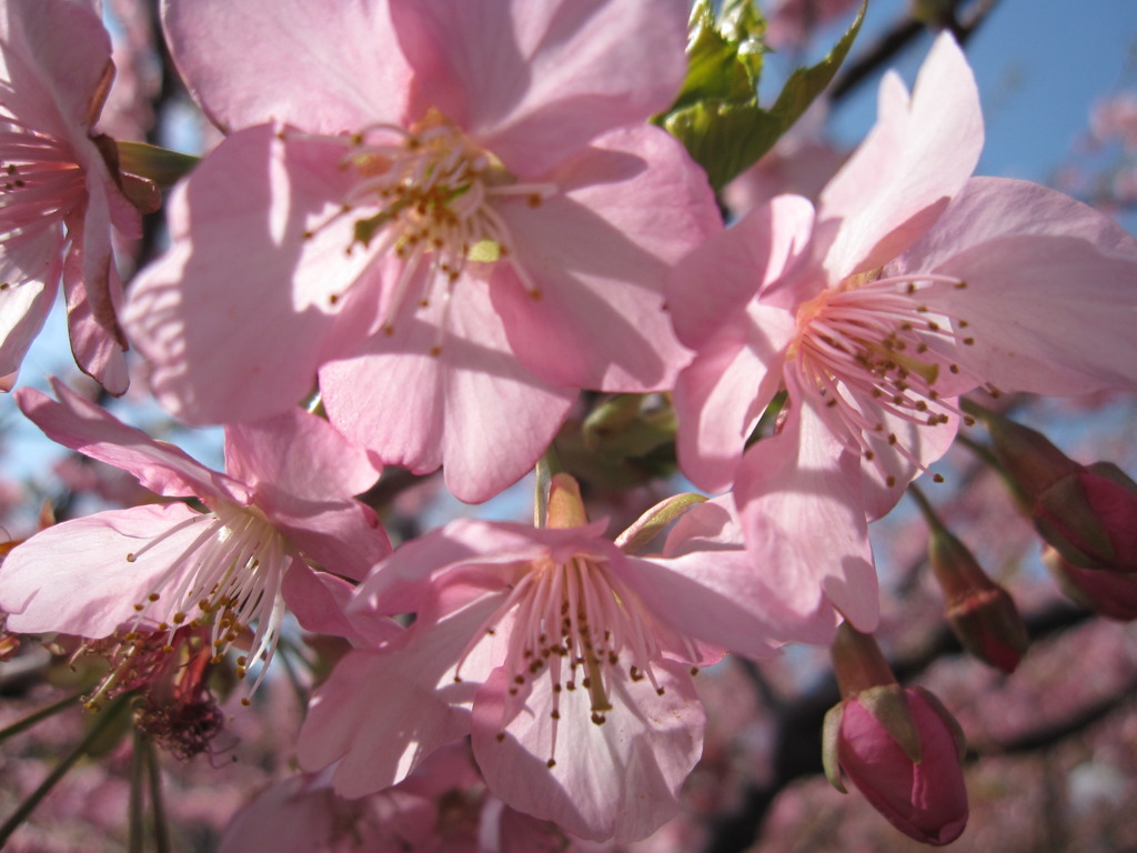 河津桜