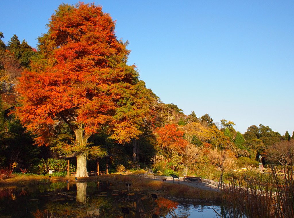 水景庭園