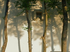 斜陽