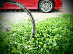 wheel, wheel, white clover