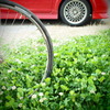 wheel, wheel, white clover