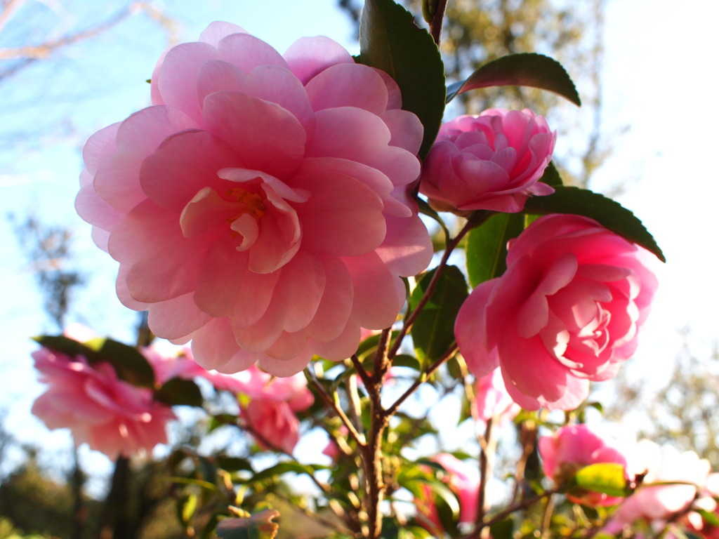 山茶花
