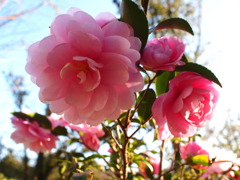 山茶花
