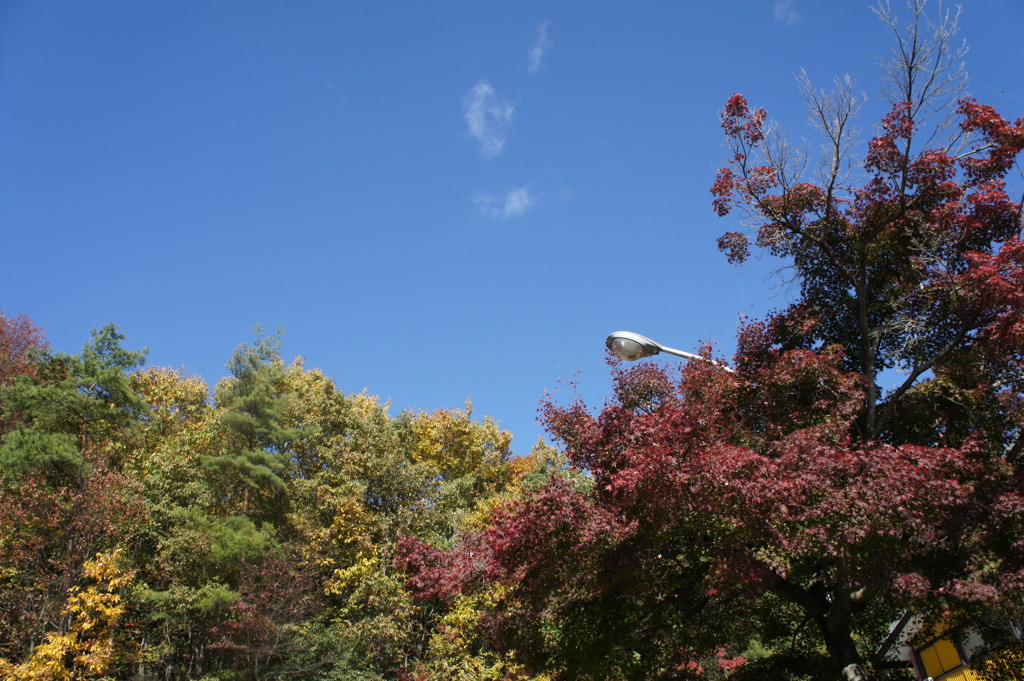 秋も深まってますね。