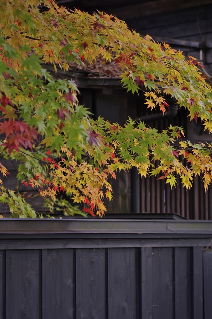 角館の紅葉