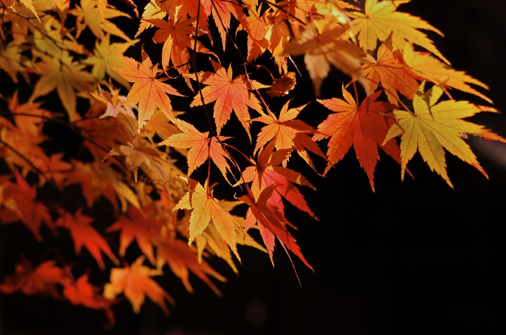 角館の紅葉