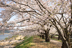 角館の桜