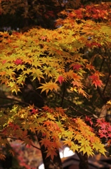 角館の紅葉