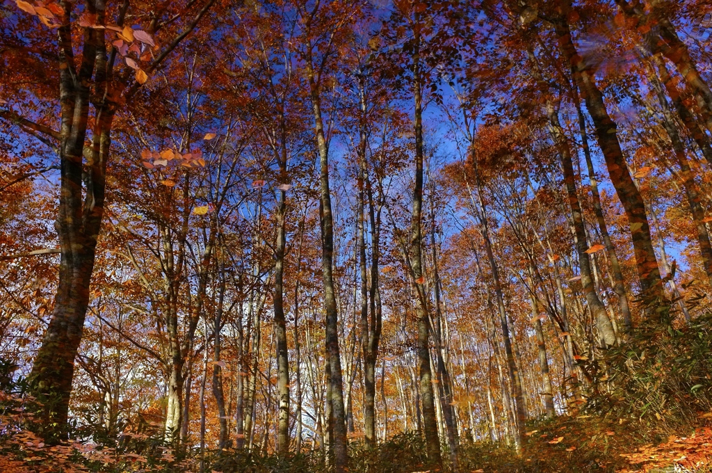 水面の紅葉