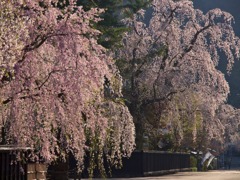 角館武家屋敷の枝垂れ桜