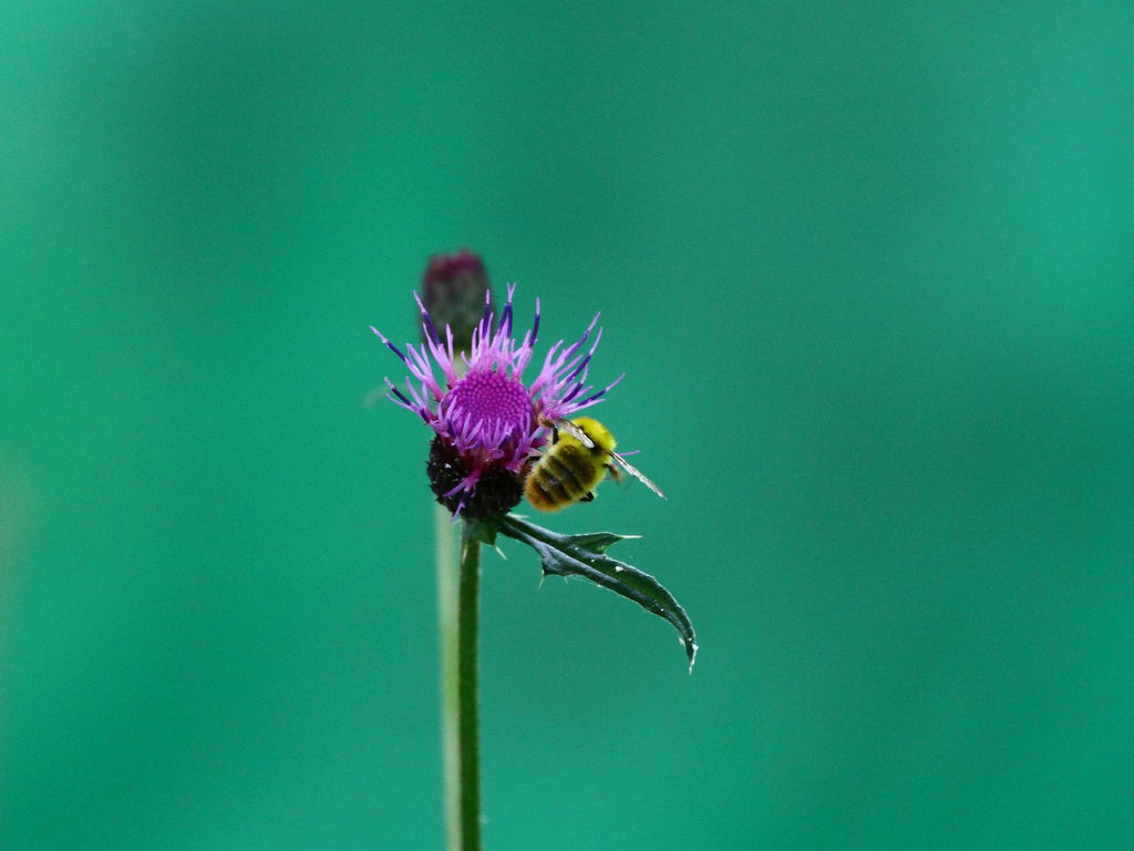 アザミの花を撮ってたら。