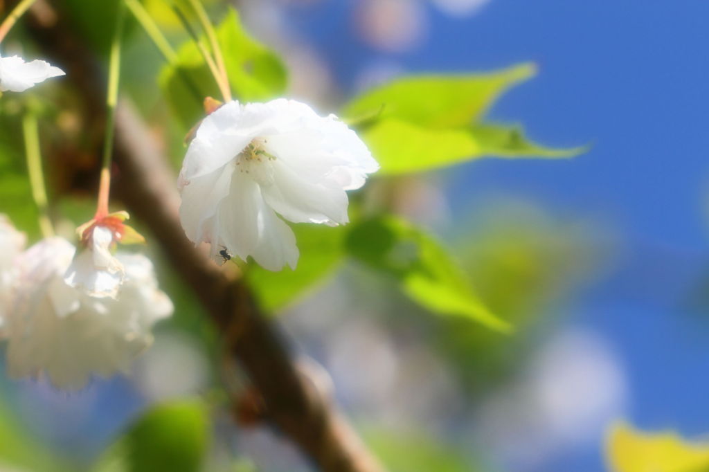 香る桜。