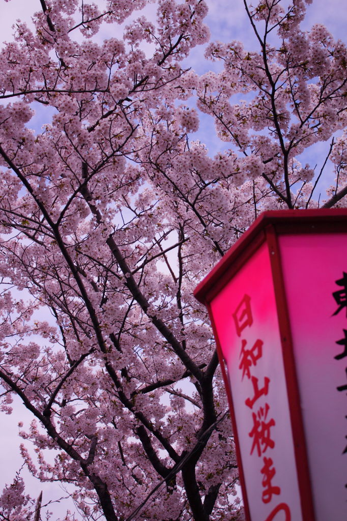 家から小一時間ほどの桜まつりの風景