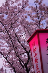 家から小一時間ほどの桜まつりの風景