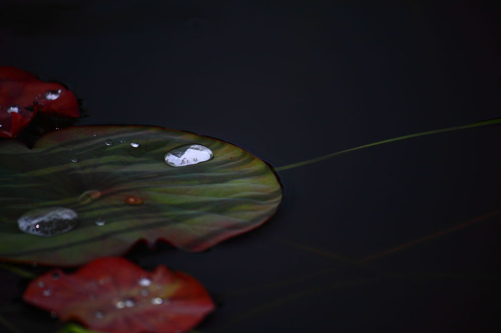 雨上がり。