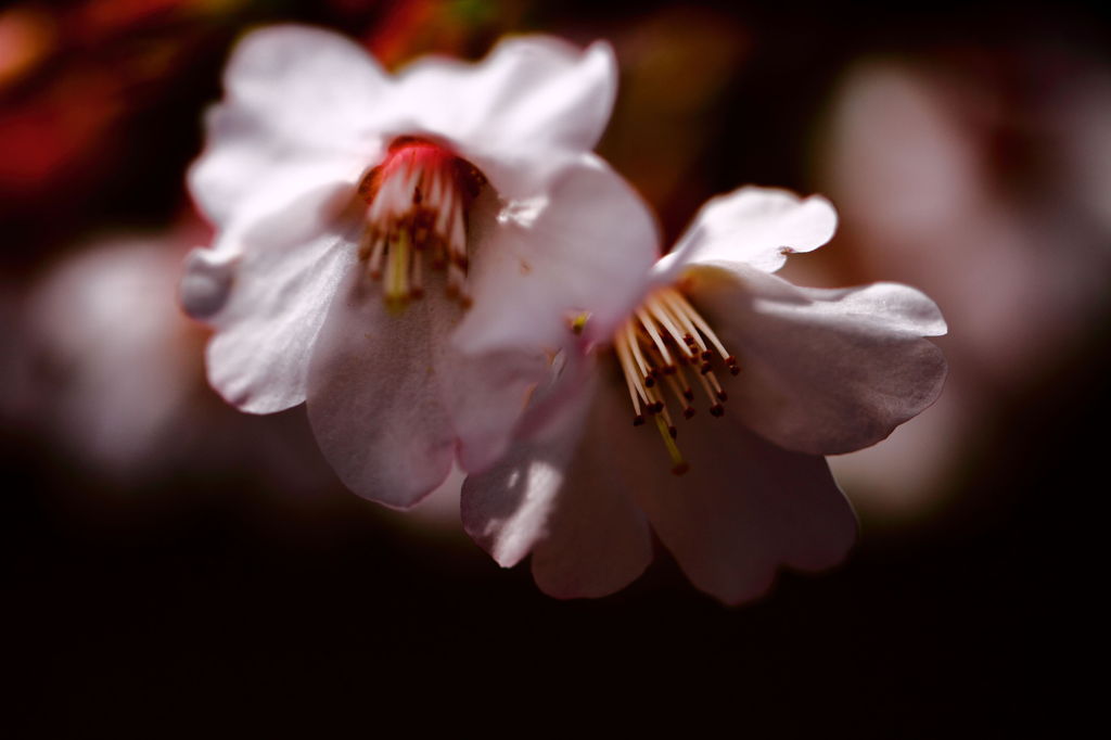 山の桜