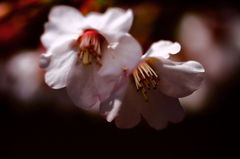 山の桜