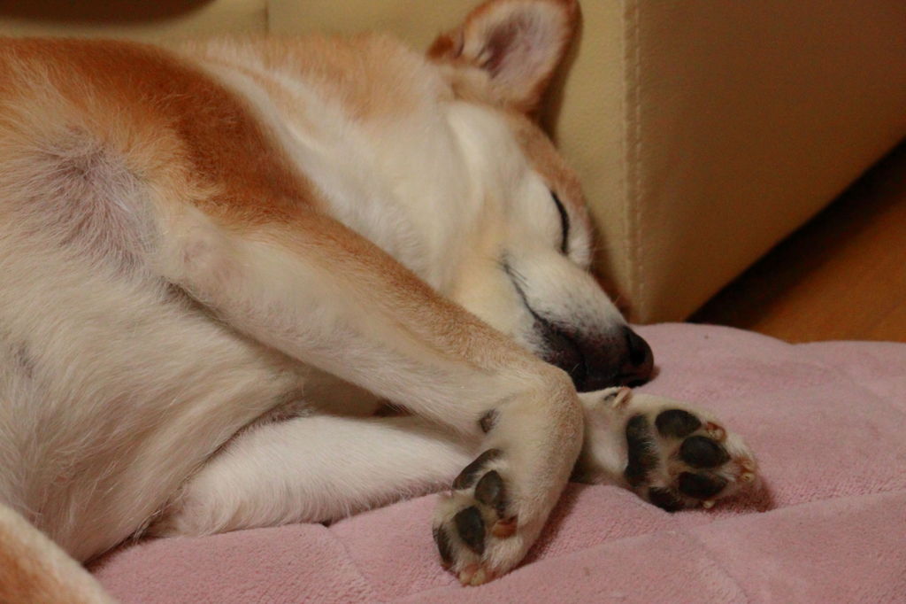 寝顔