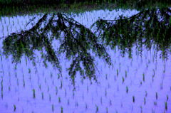 水田