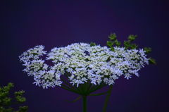 野の花