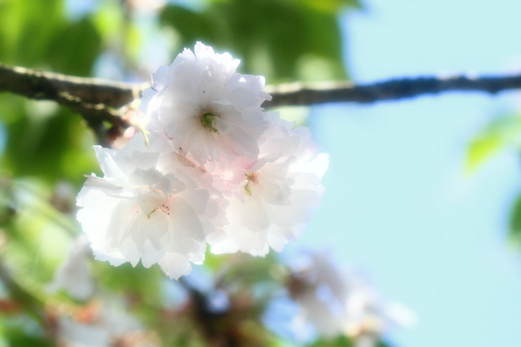香る桜２。