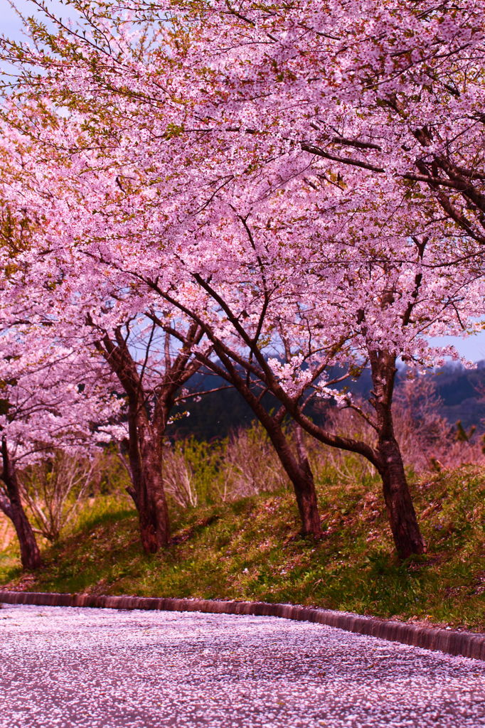 アスファルトを桜色に染めて