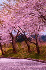 アスファルトを桜色に染めて