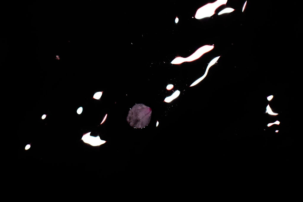 桜吹雪のあと
