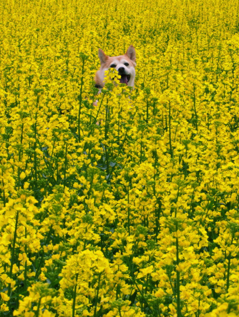 菜の花畑