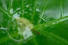 Water Leaf