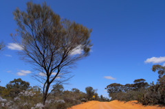 Dry Wind