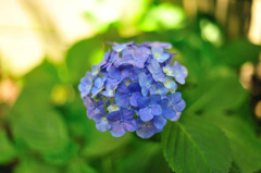 Purple on Green