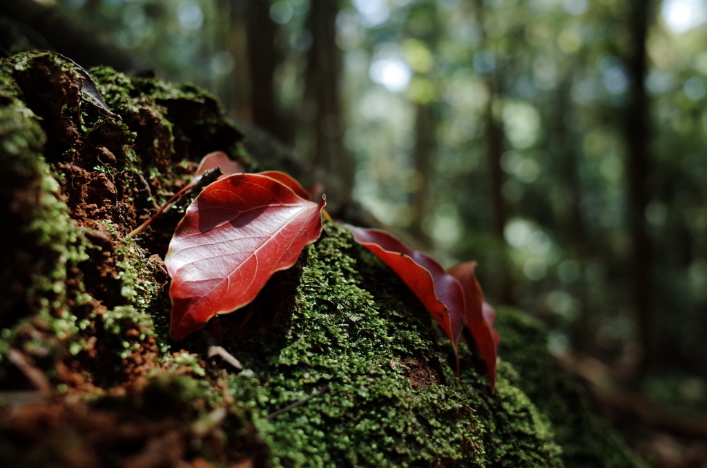 クスの紅葉落ち葉