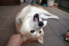 にゃめんにゃよ〜！