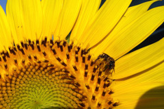 Bee in Yellow
