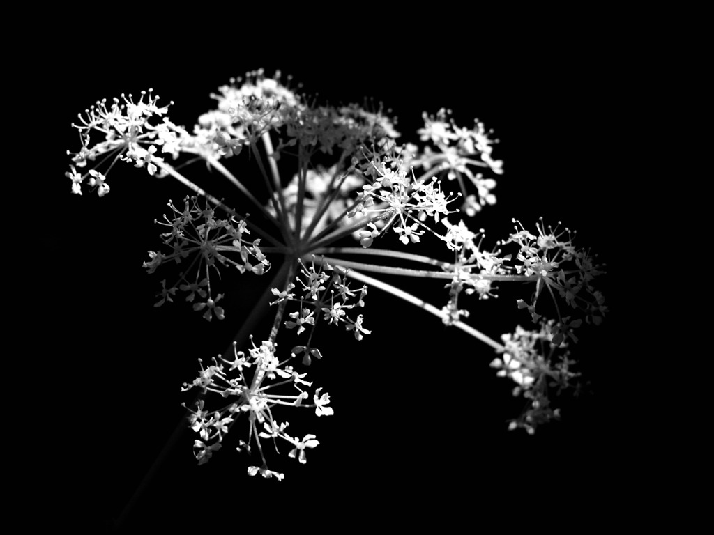 線香花火