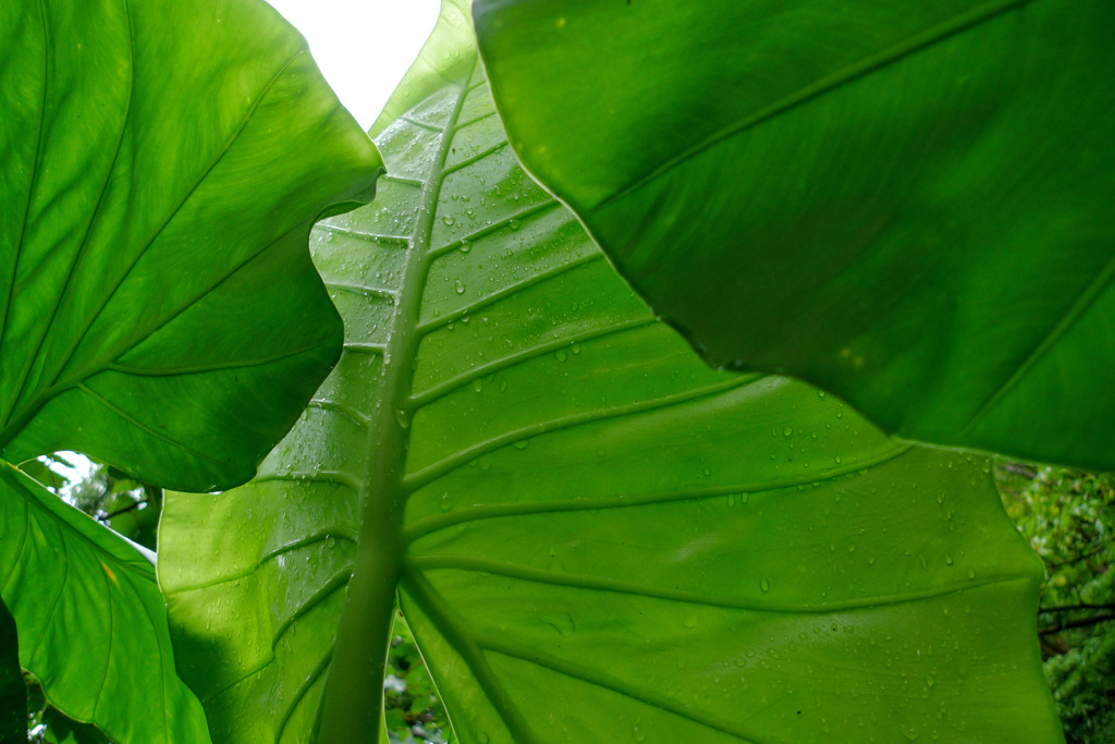 Green Leaf