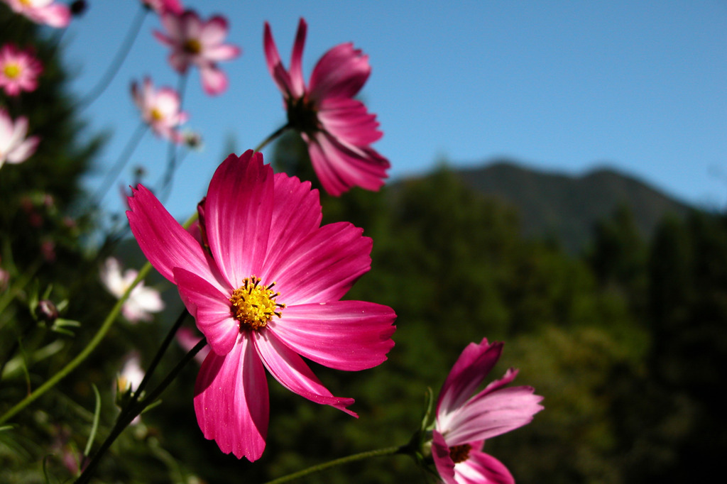 秋桜