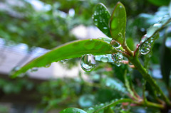 水玉