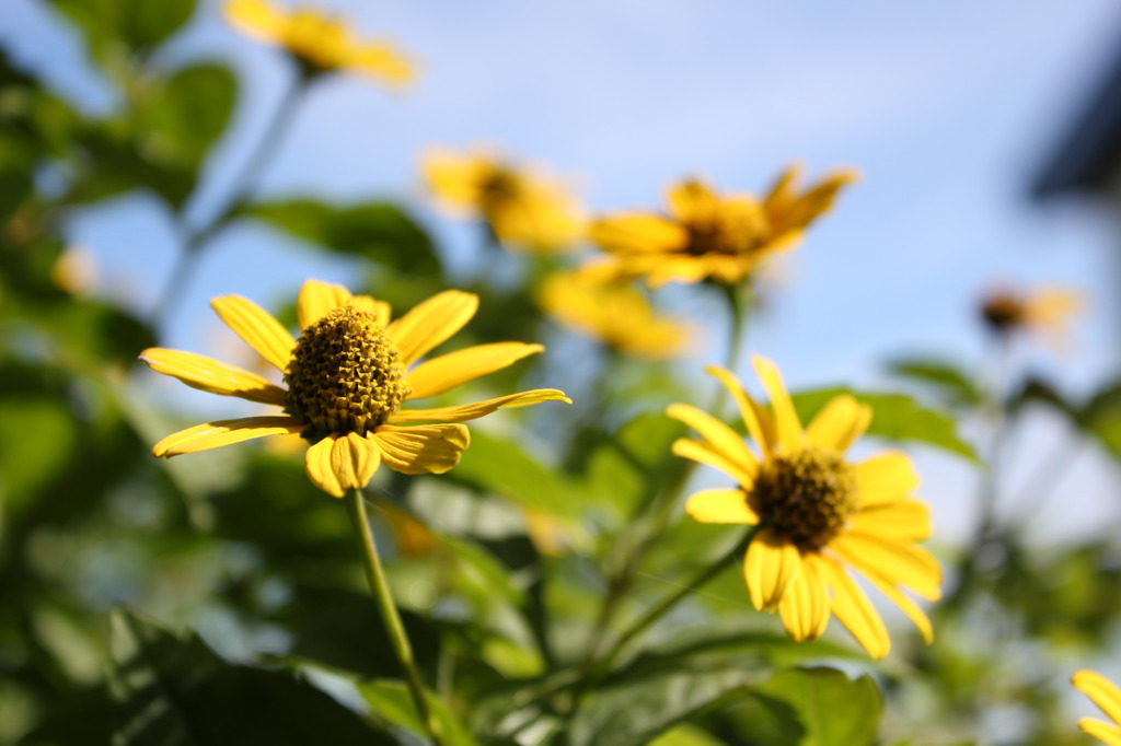 夏の花