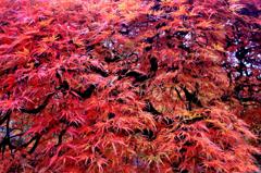 紅葉が高揚