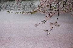 桜の花びら