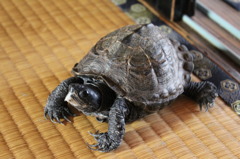 うちの亀
