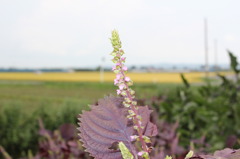 紫蘇の花