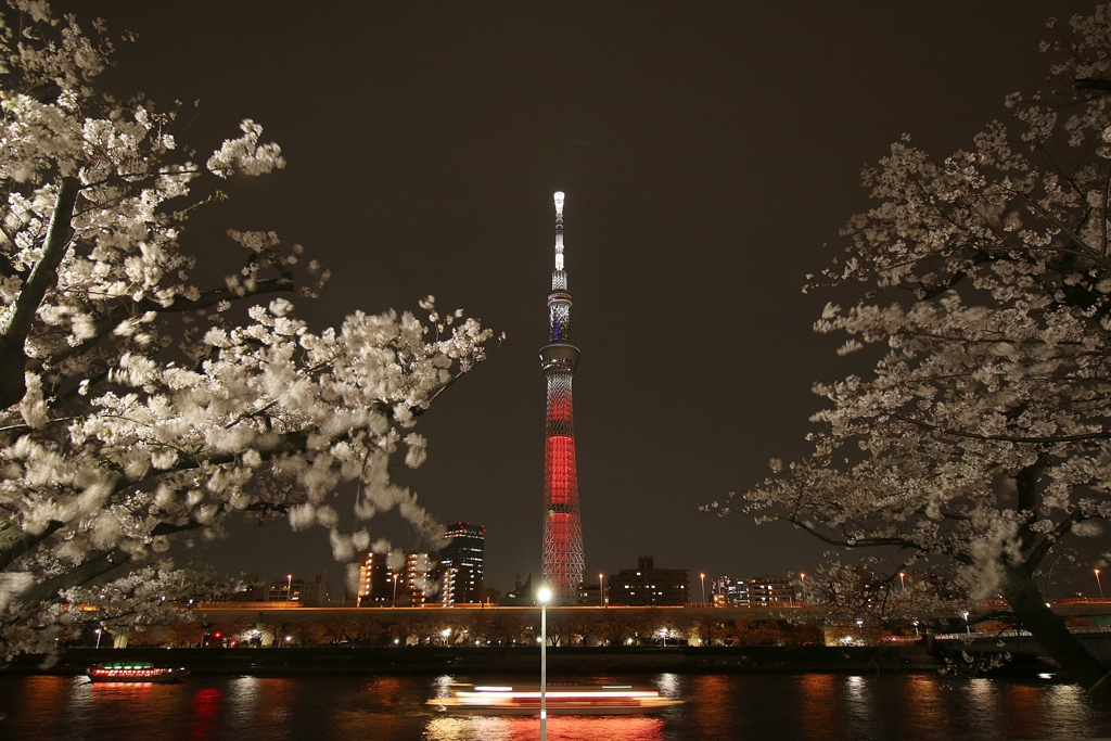 スカイツリーと桜2