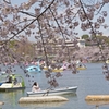 上野　不忍の池